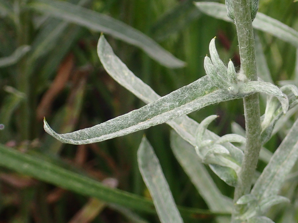 Chrysocephalum semipapposum subsp. lineare (hero image)