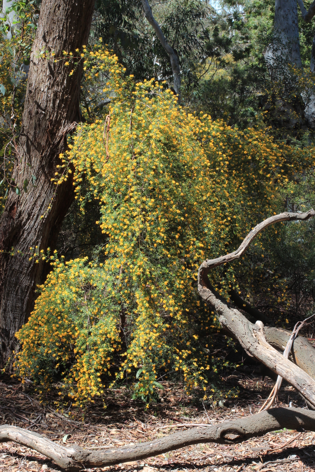 Pultenaea blakelyi (hero image)