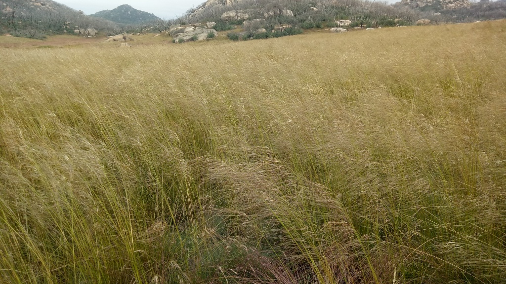 Austrostipa nivicola (hero image)