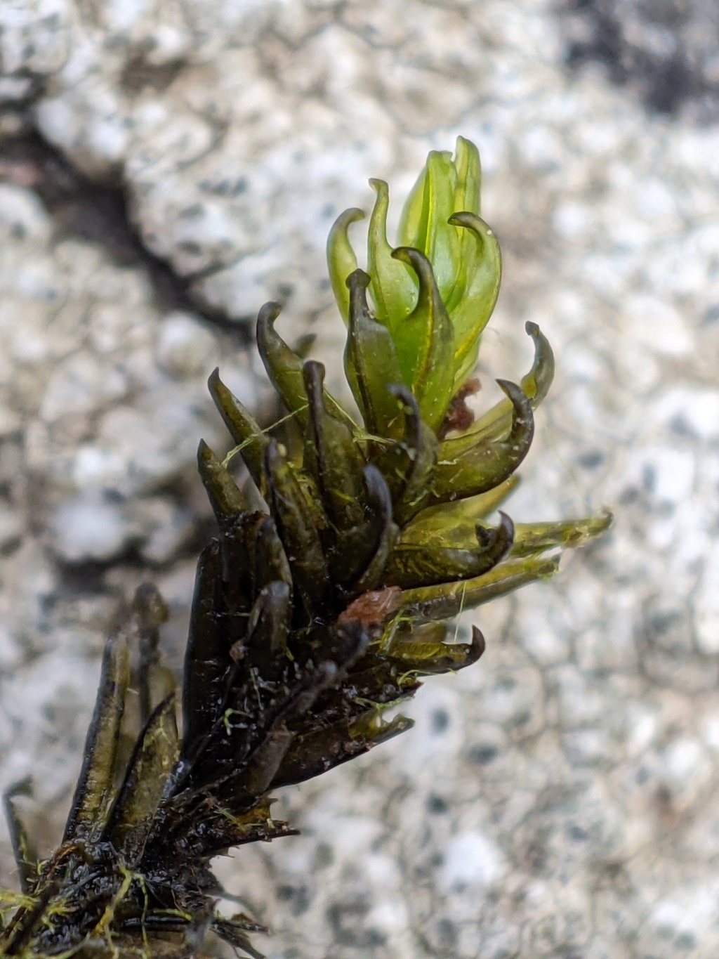 Tridontium tasmanicum (hero image)