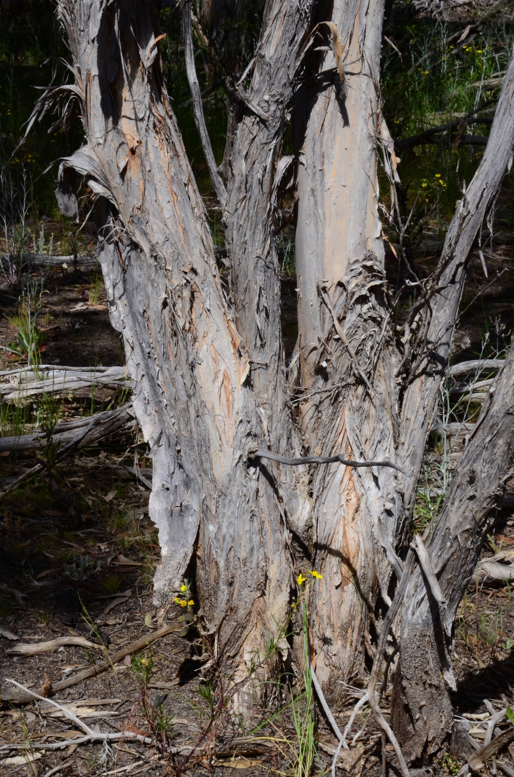 Melaleuca halmaturorum (hero image)
