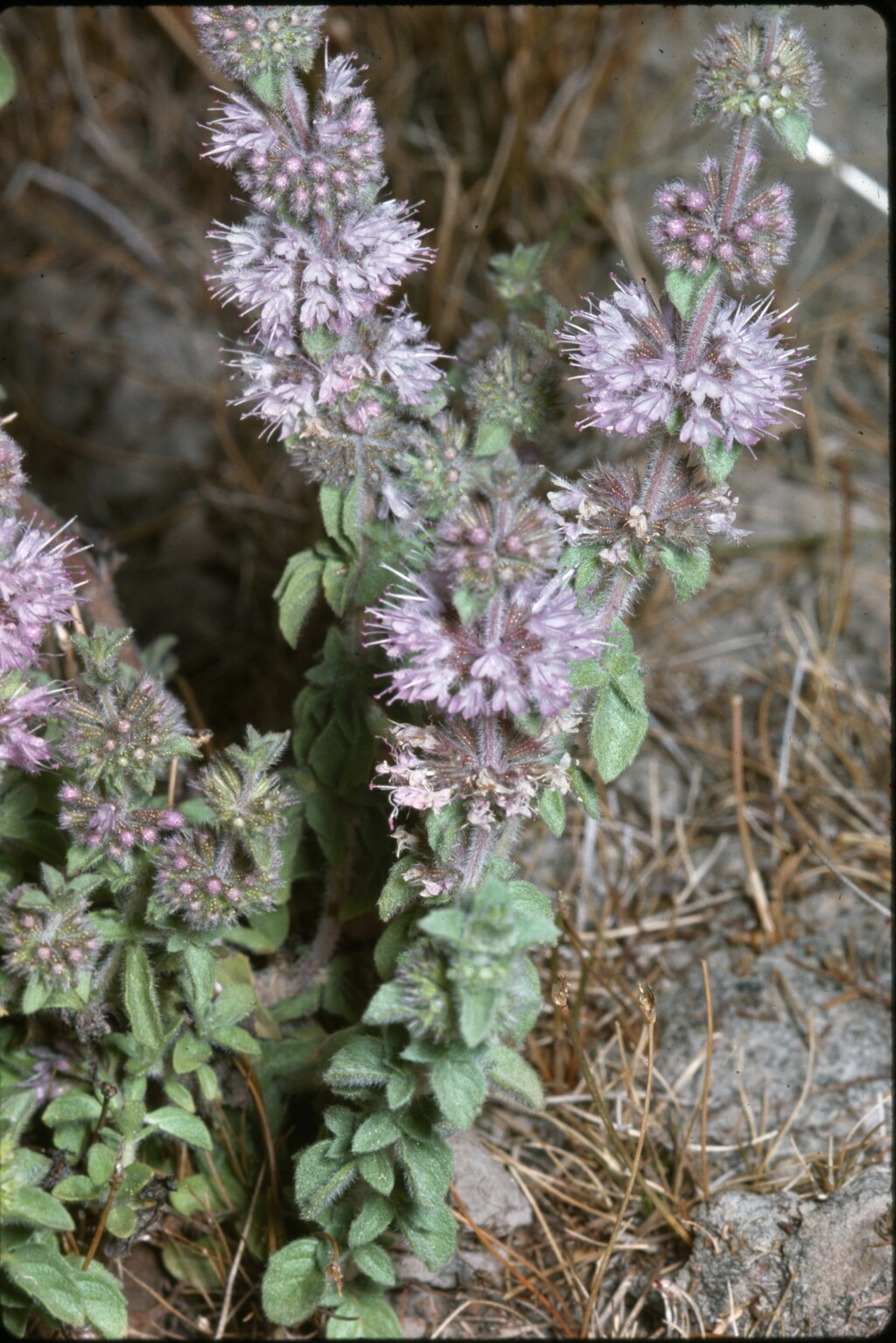 Mentha pulegium (hero image)