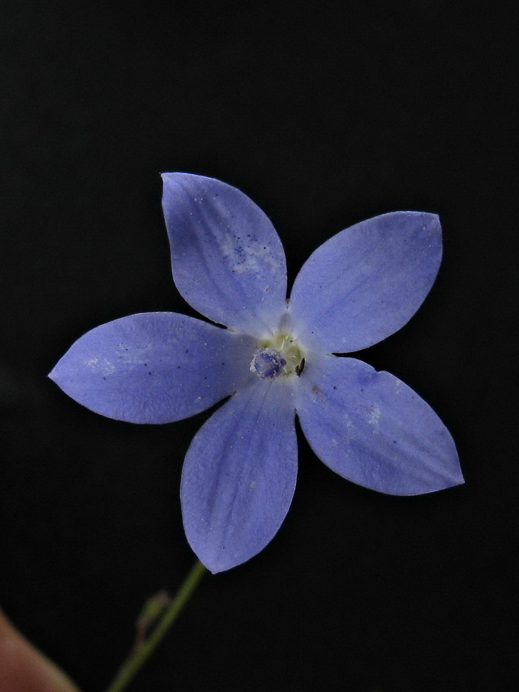 Wahlenbergia fluminalis (hero image)