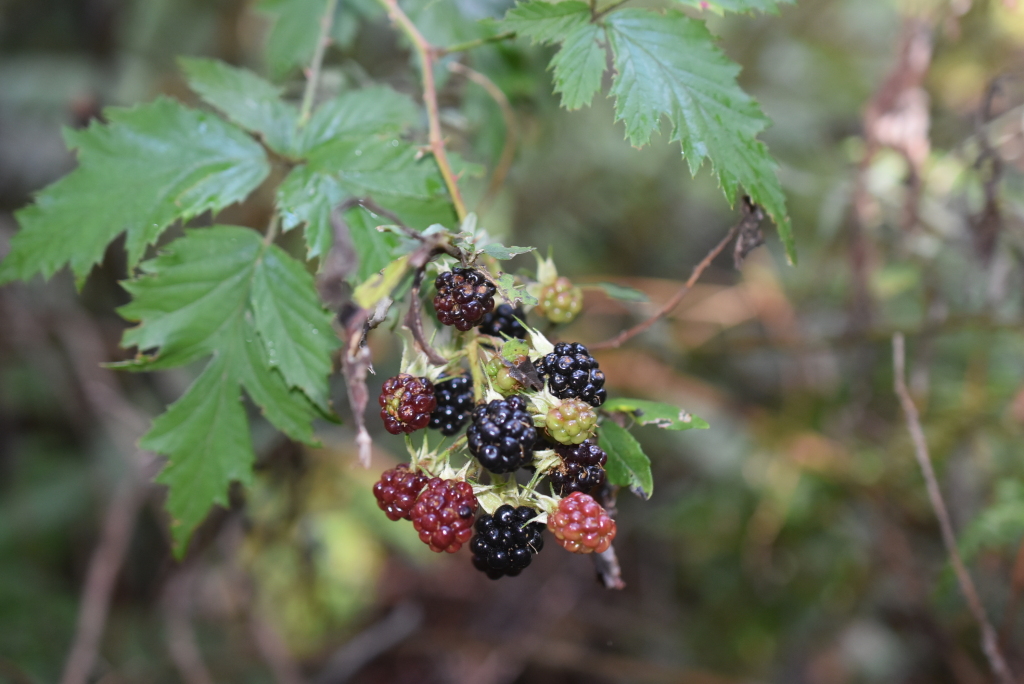 Rubus laciniatus (hero image)