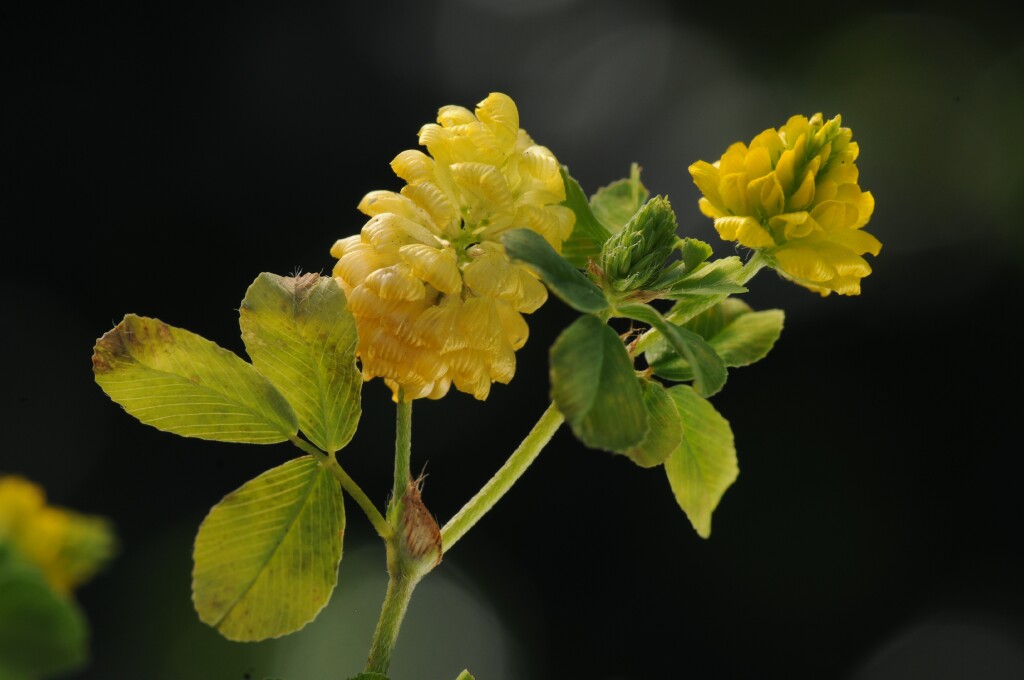 Trifolium campestre (hero image)