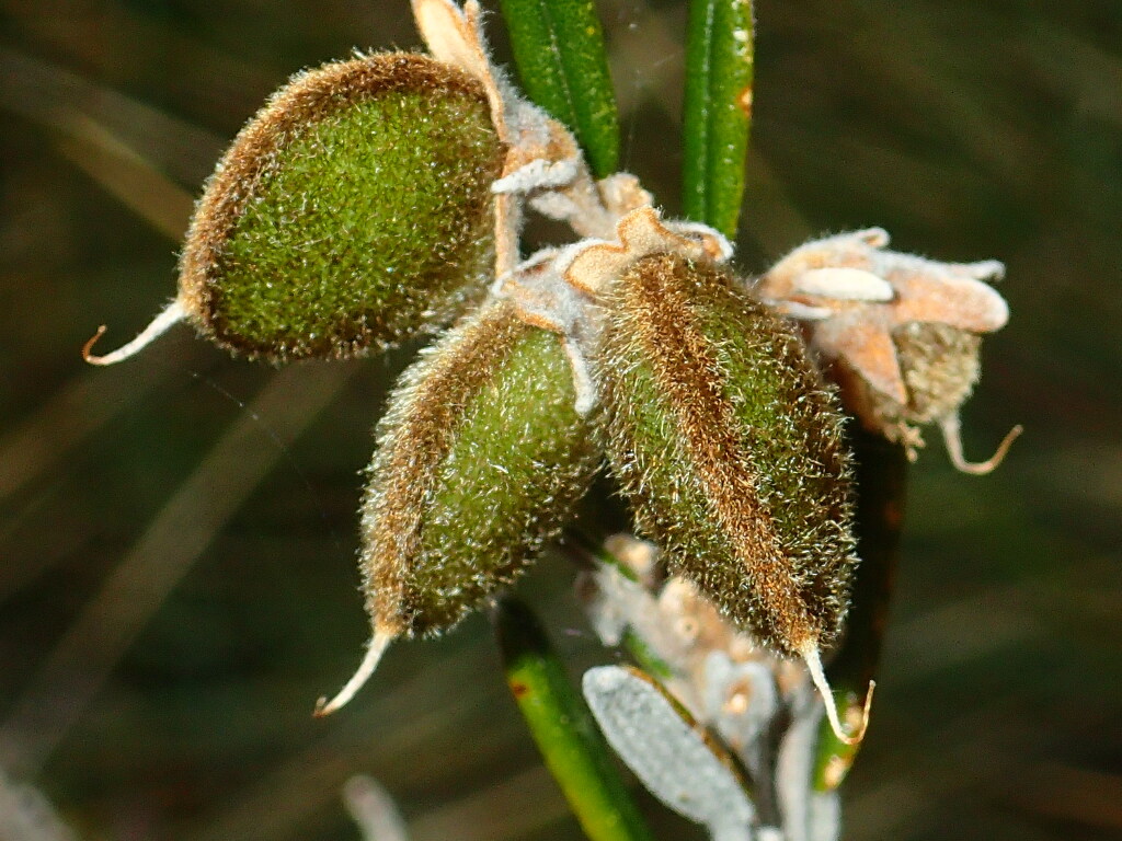 Hovea (hero image)