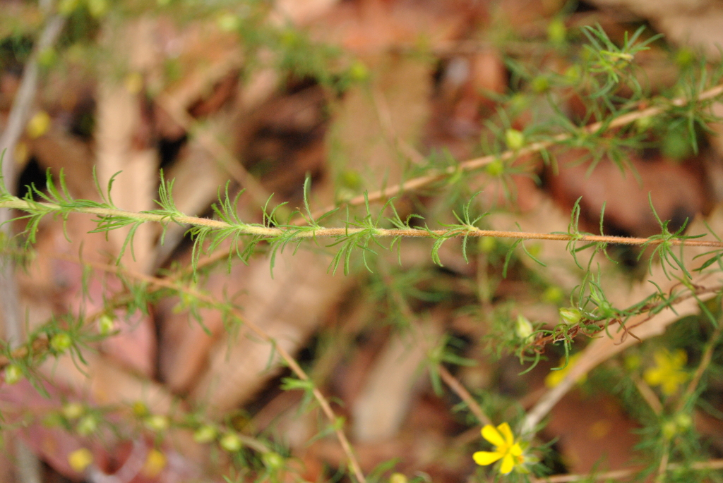 Hibbertia fasciculata (hero image)