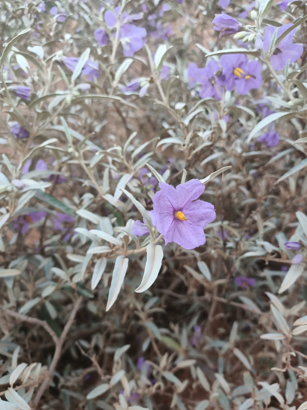 Solanum sturtianum (hero image)