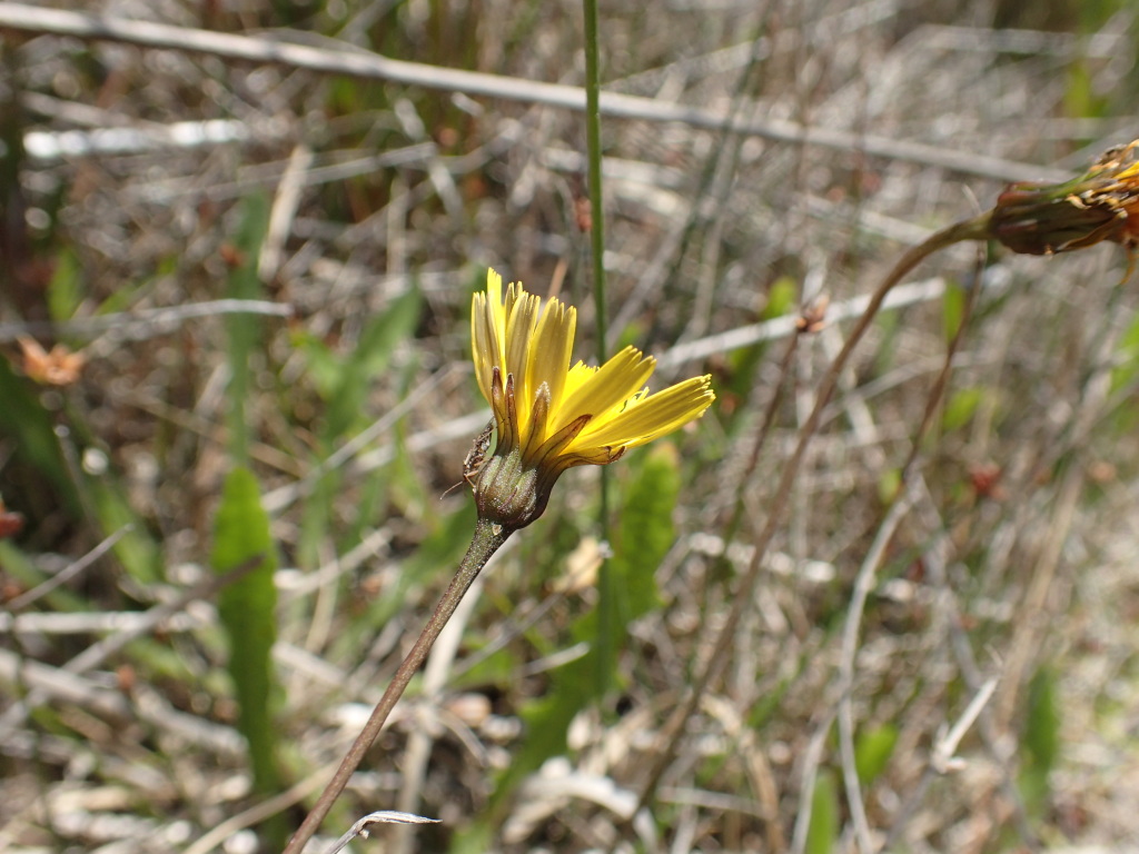 Leontodon saxatilis (hero image)