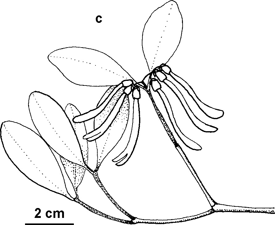 Muellerina celastroides (hero image)