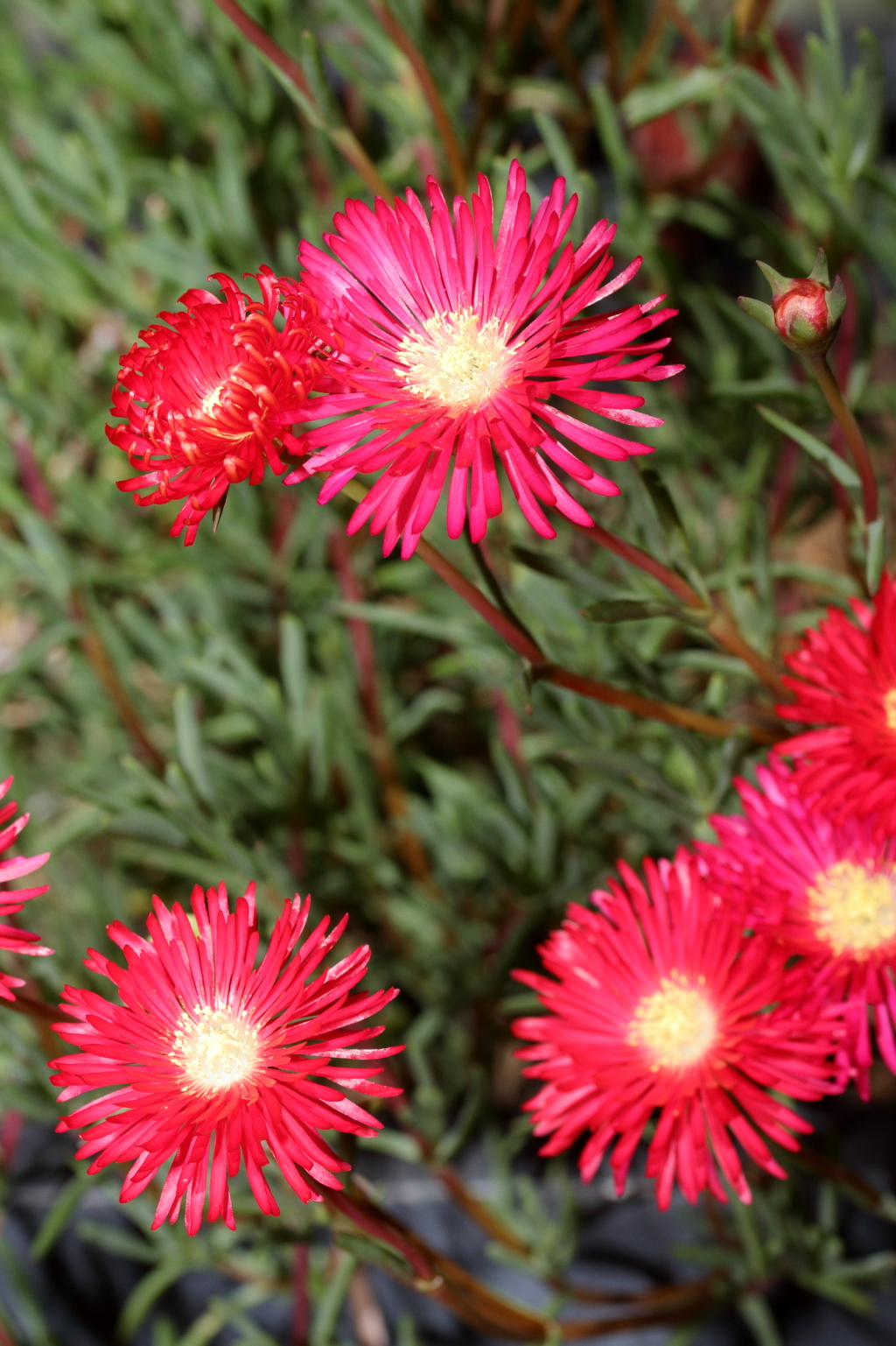 Lampranthus multiradiatus (hero image)