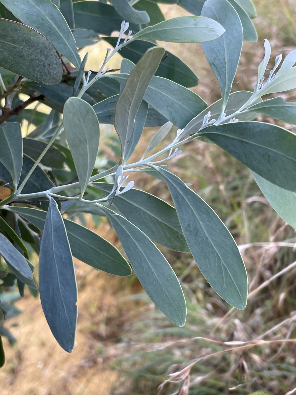 Acacia caerulescens (hero image)