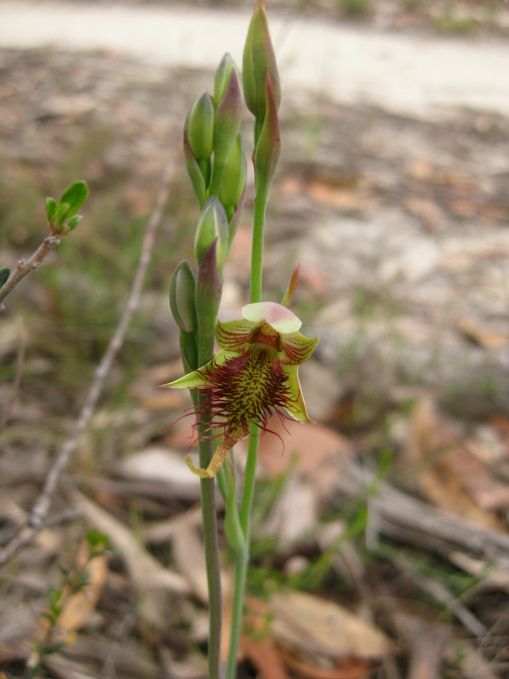 Calochilus paludosus (hero image)