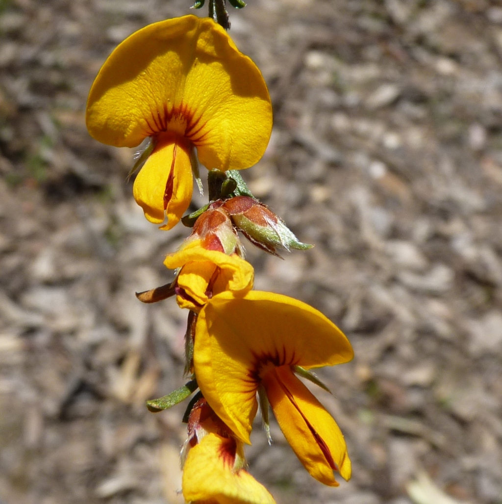 Pultenaea largiflorens (hero image)