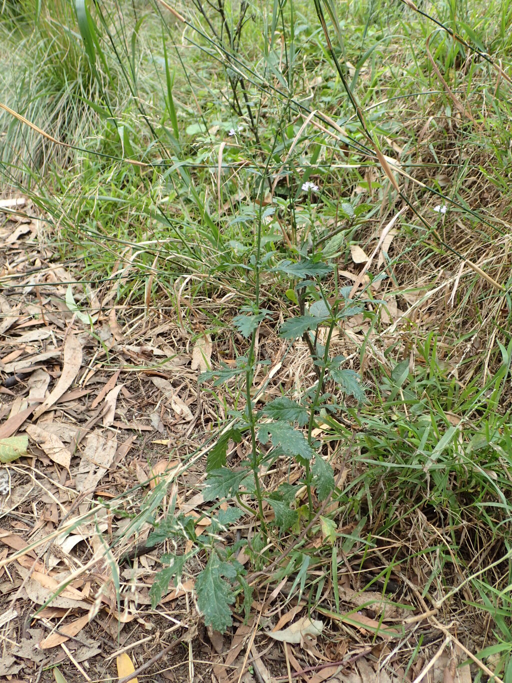 Verbena officinalis var. officinalis (hero image)