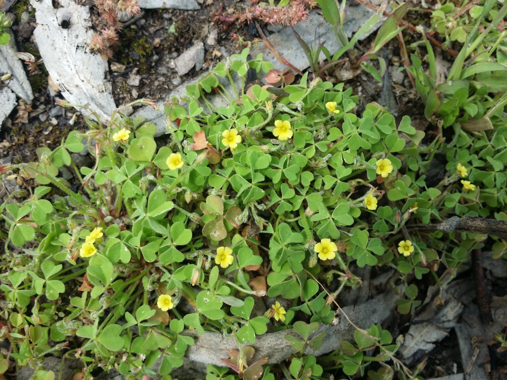 Oxalis laxa (hero image)