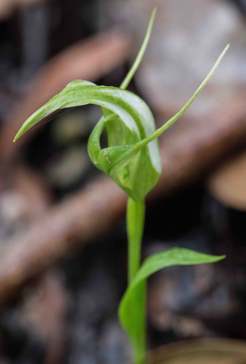 Pterostylis lustra (hero image)