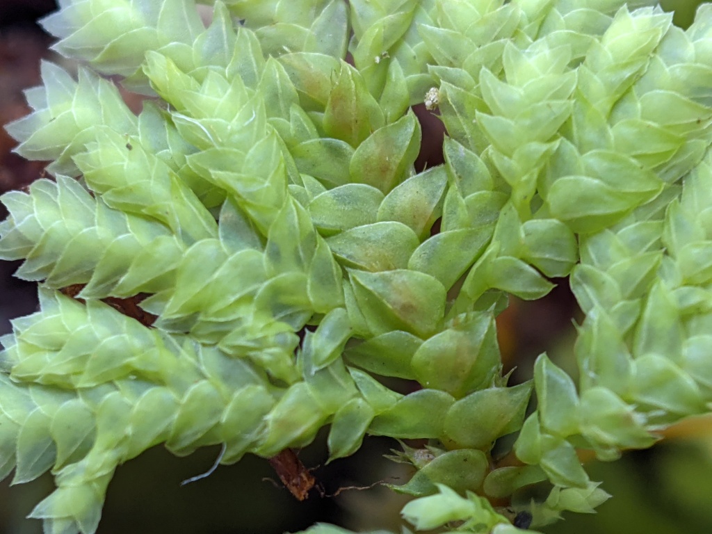 Hypopterygiaceae (hero image)
