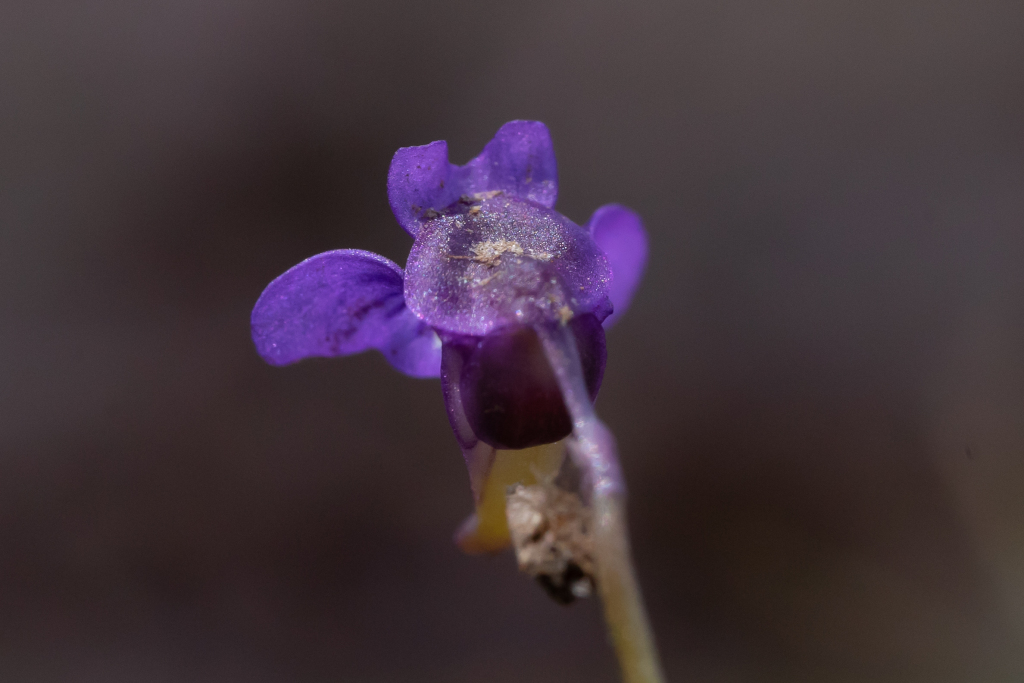 Utricularia violacea (hero image)