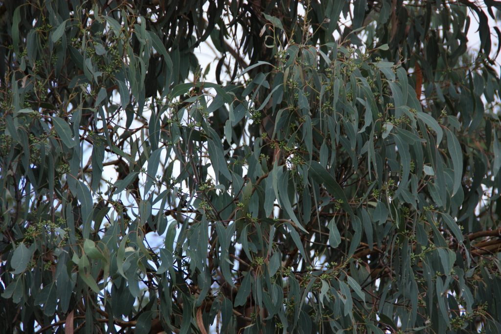 Eucalyptus nortonii (hero image)