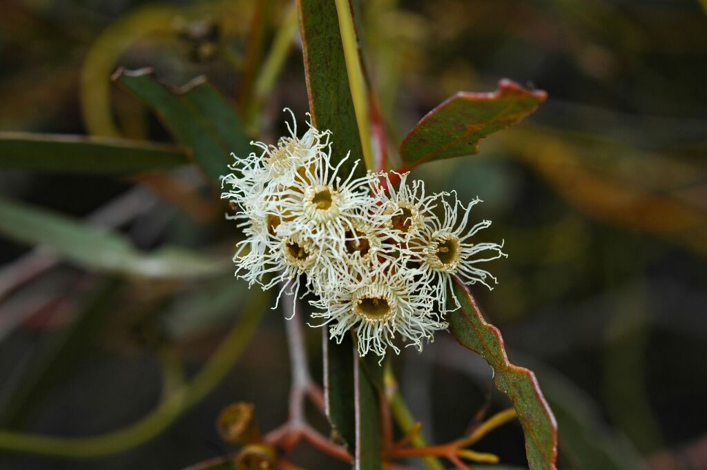 Eucalyptus phenax (hero image)