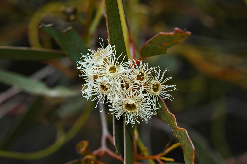 Eucalyptus phenax subsp. phenax (hero image)