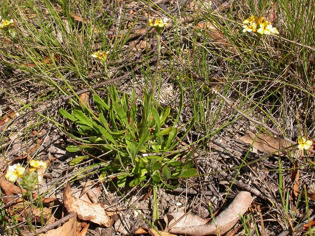 Goodenia bellidifolia subsp. bellidifolia (hero image)