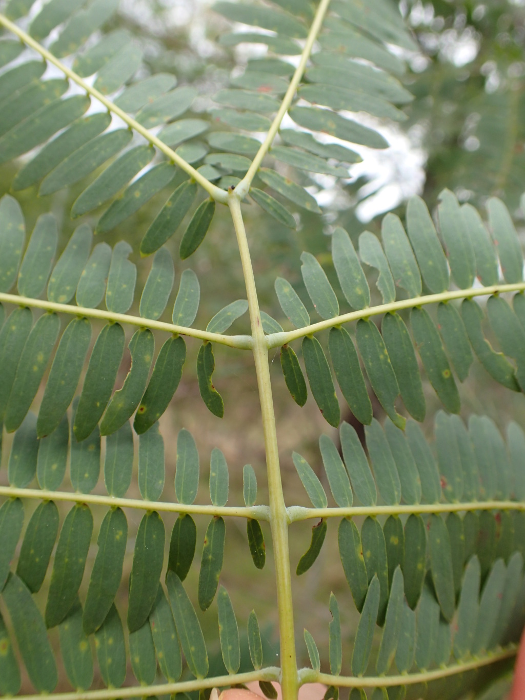 Acacia schinoides (hero image)