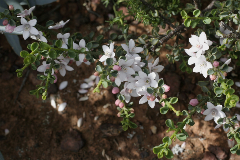 Philotheca verrucosa (hero image)