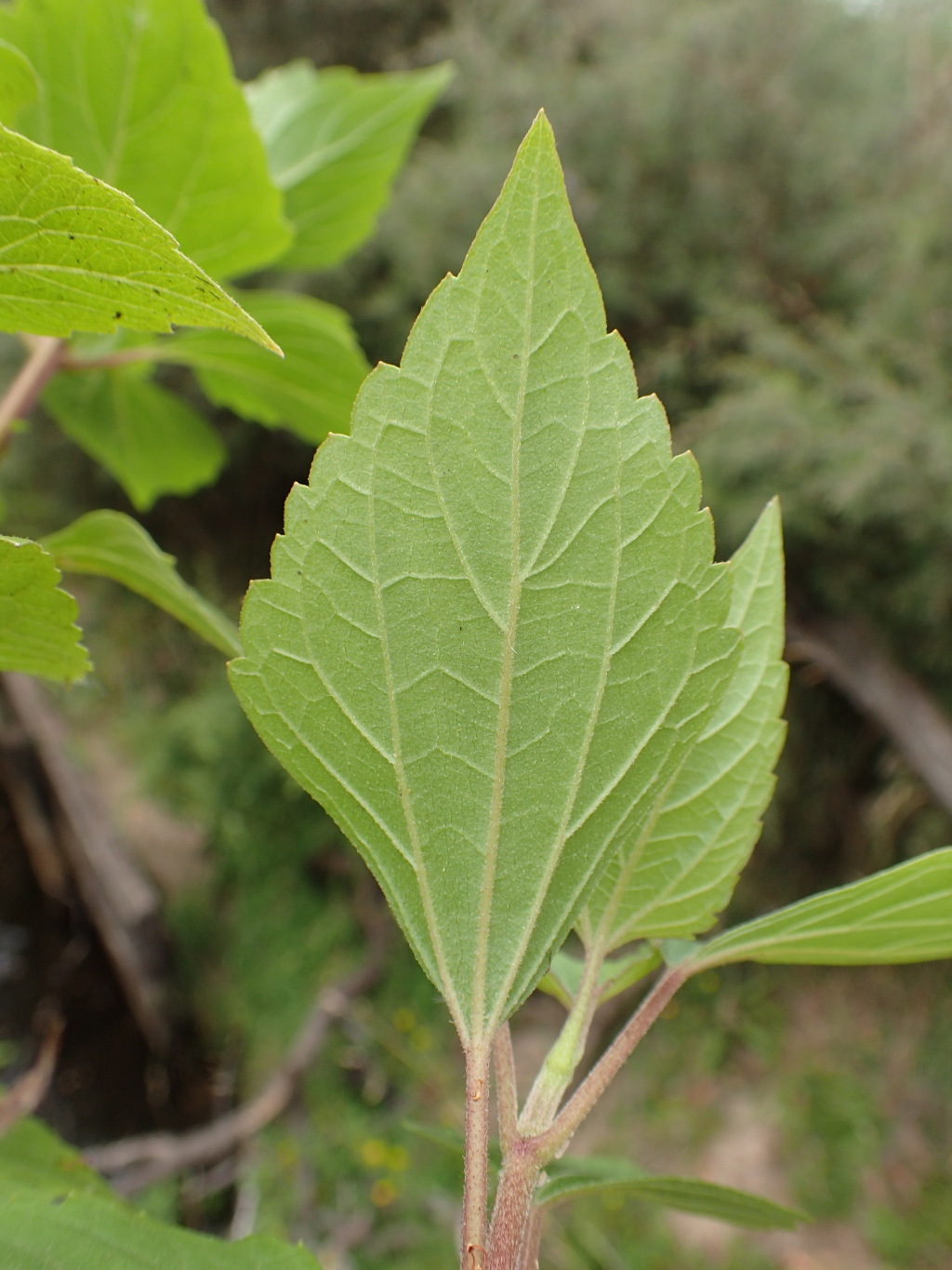 Ageratina (hero image)