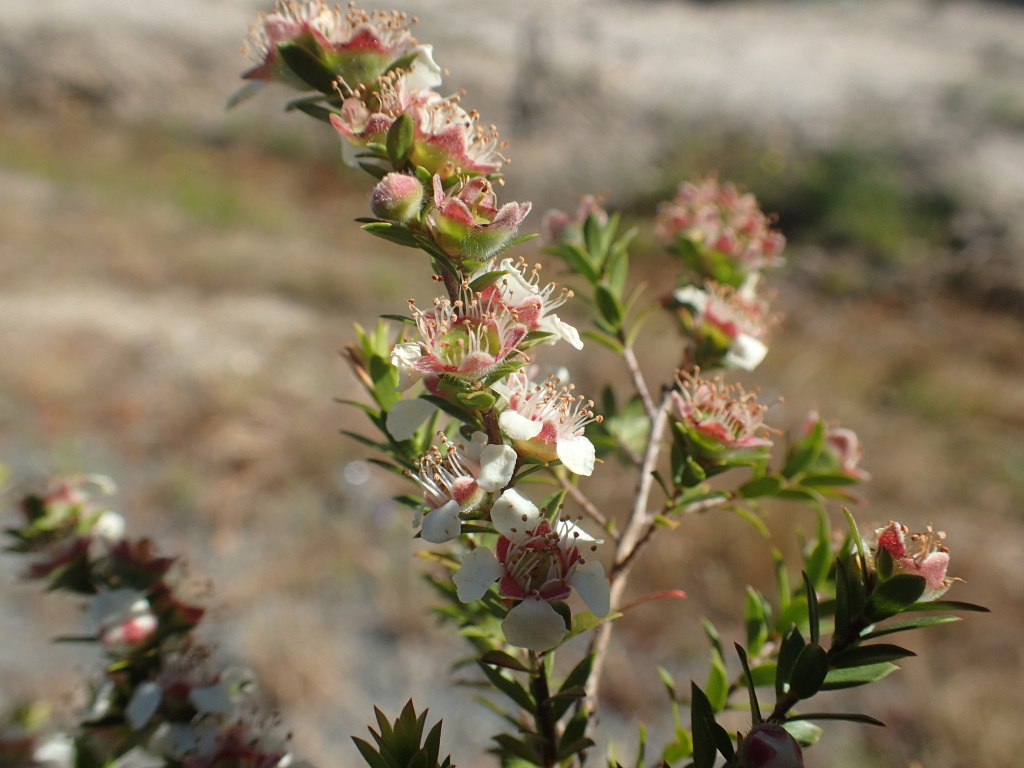 Leptospermum glabrescens (hero image)