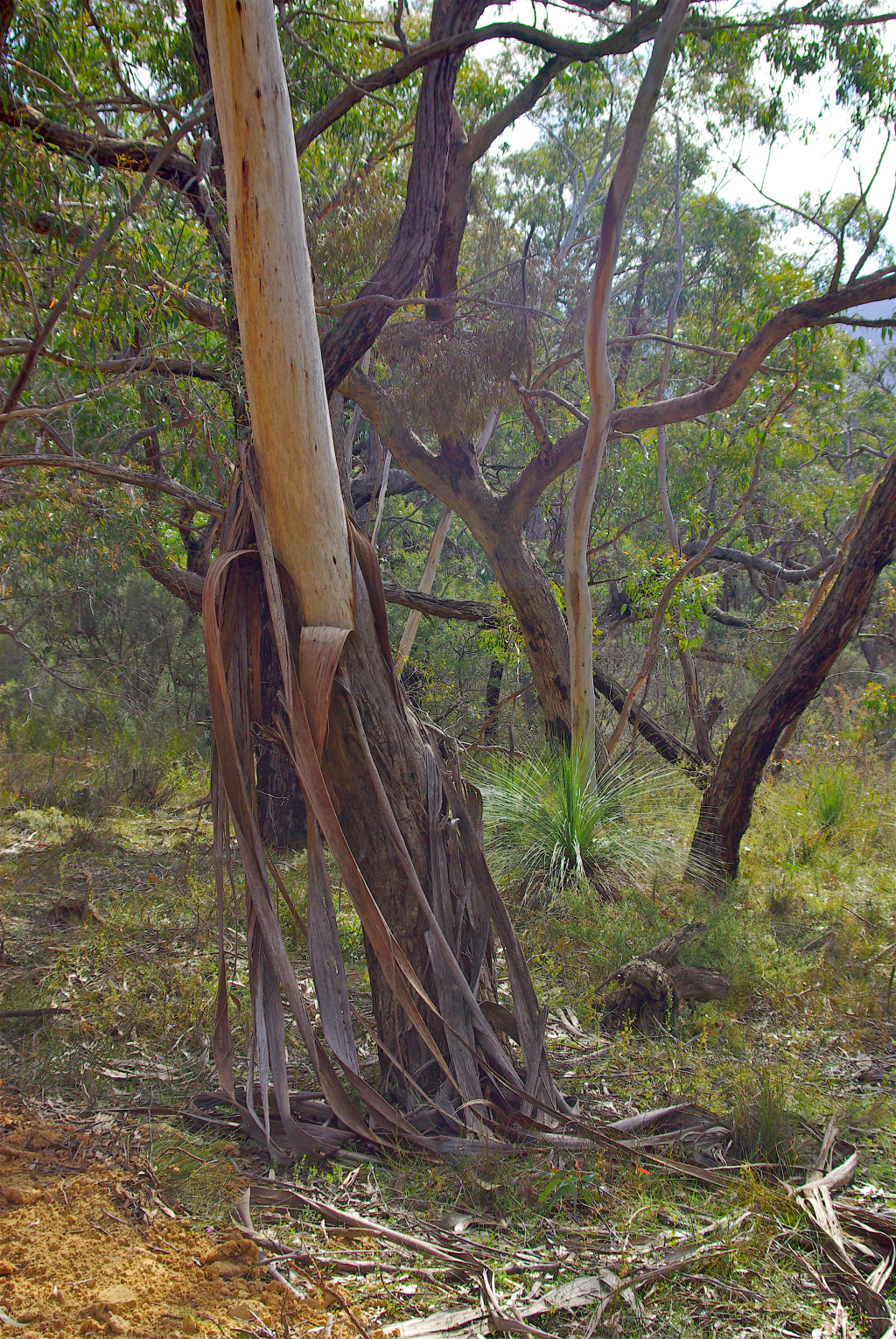 Eucalyptus falciformis (hero image)