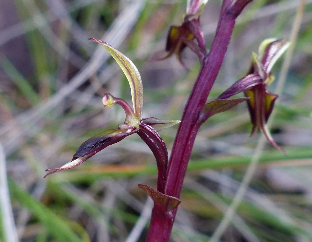 Acianthus exsertus (hero image)