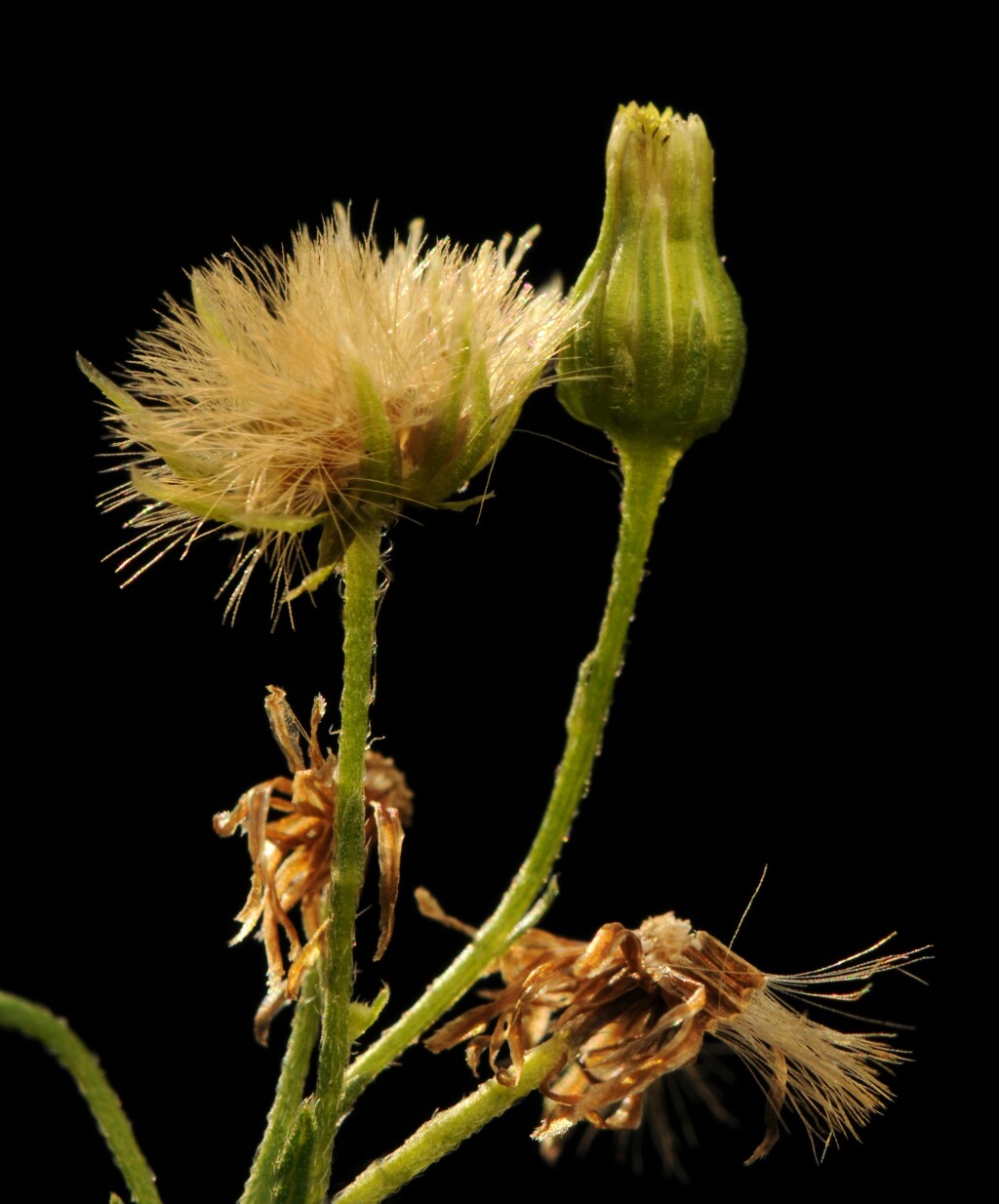 Erigeron bilbaoanus (hero image)