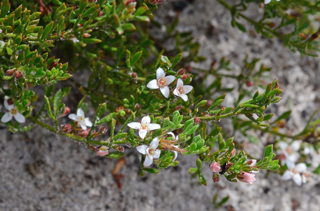 Cyanothamnus nanus var. nanus (hero image)