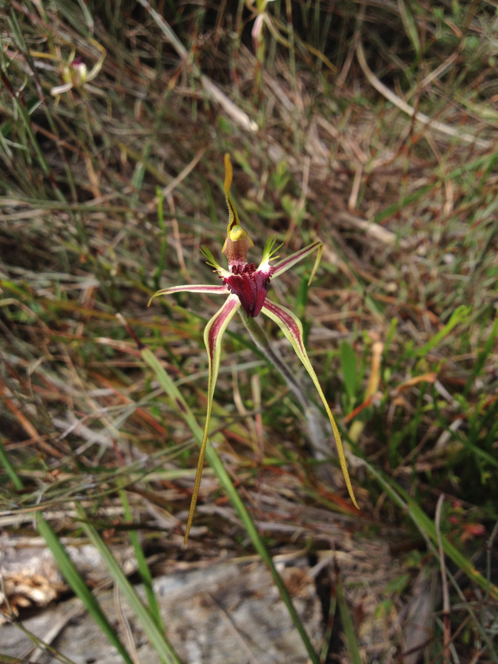 Caladenia dilatata (hero image)