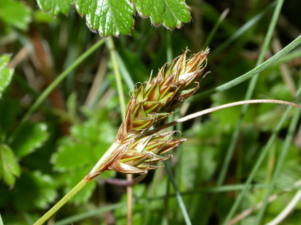 Carex raleighii (hero image)