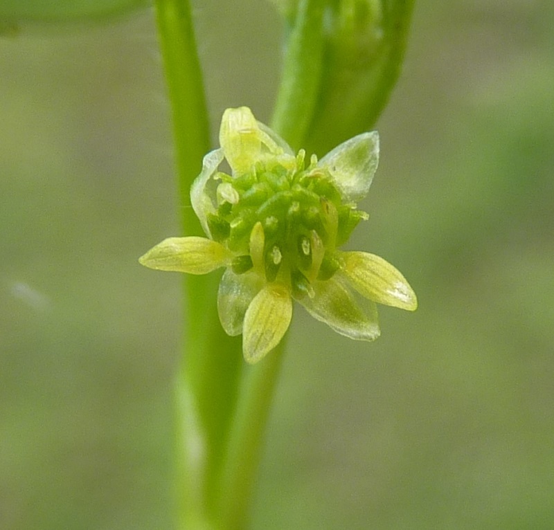 Ranunculus pumilio var. pumilio (hero image)