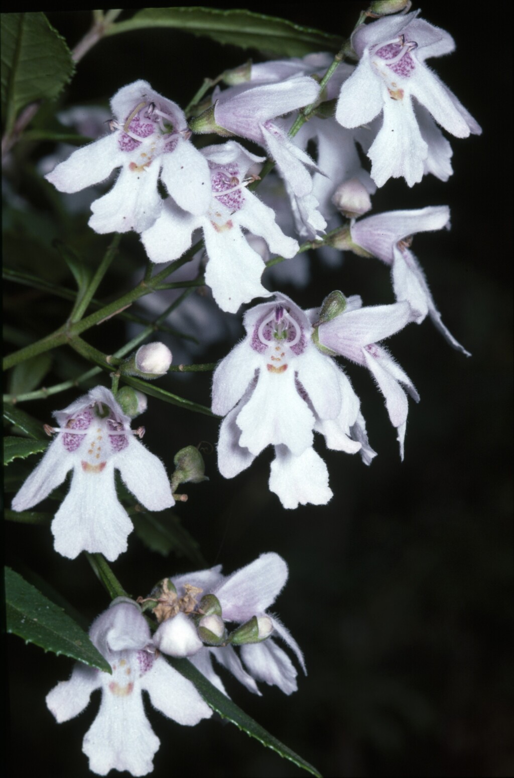 Prostanthera lasianthos var. lasianthos (hero image)