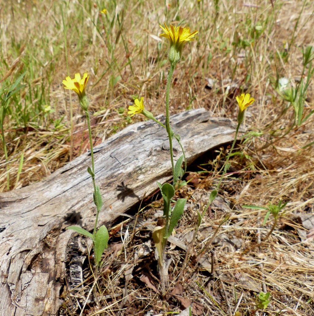 Crepis (hero image)