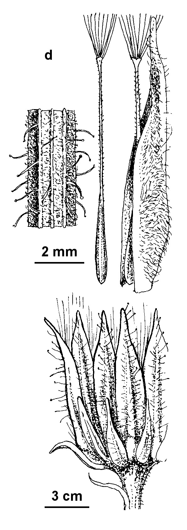 Crepis foetida subsp. foetida (hero image)