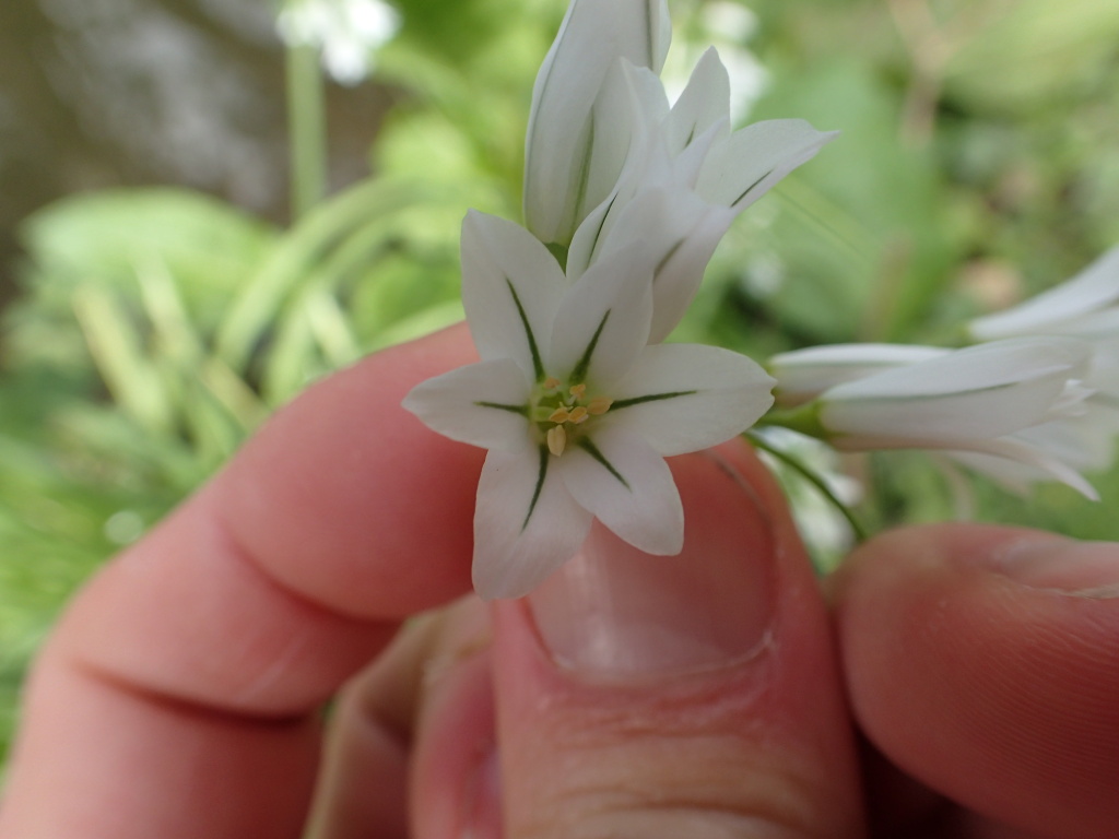 Allium triquetrum (hero image)