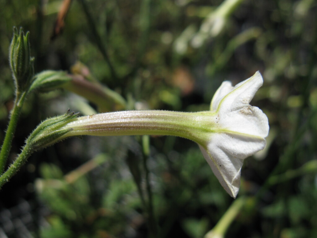 Nicotiana (hero image)