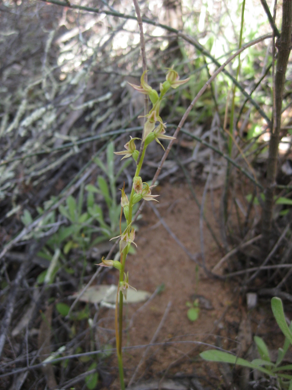 Prasophyllum sp. aff. occidentale C (hero image)