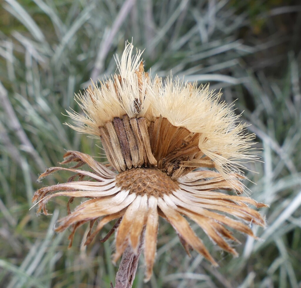 Celmisia pugioniformis (hero image)