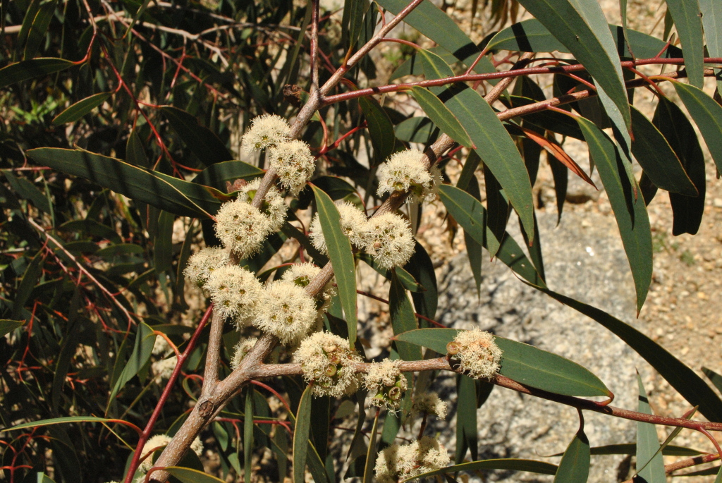 Eucalyptus willisii (hero image)