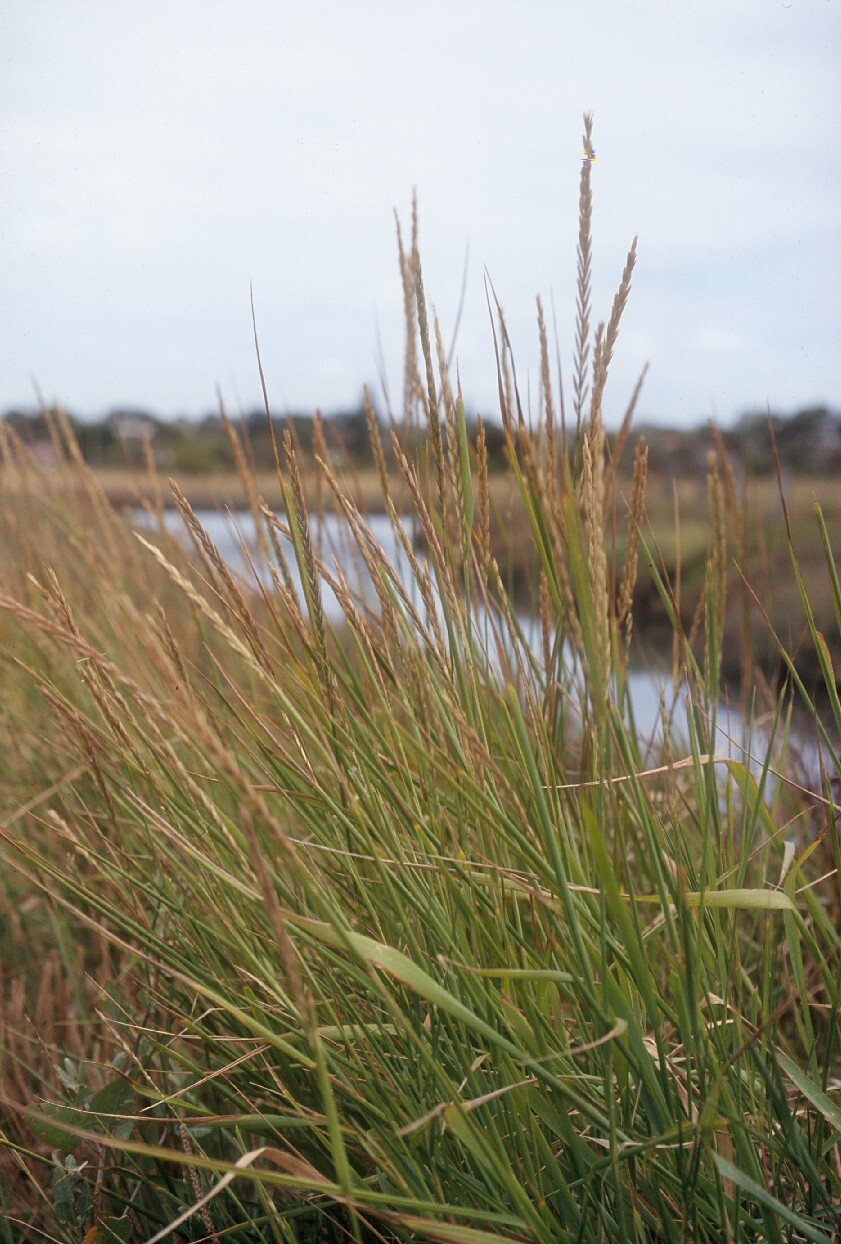 Elymus (hero image)