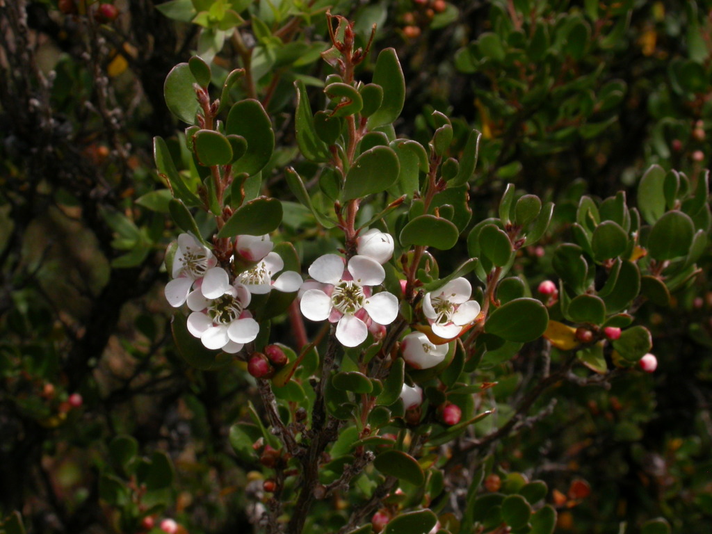 Leptospermum (hero image)