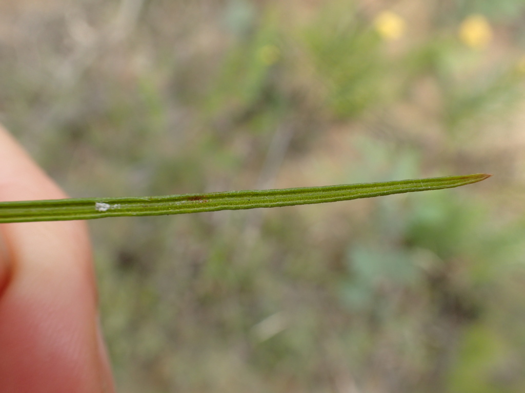 Cassinia venusta (hero image)