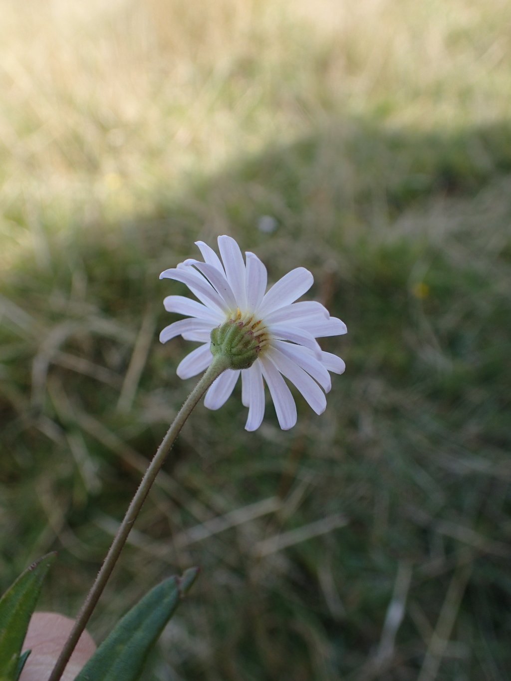 Brachyscome graminea (hero image)